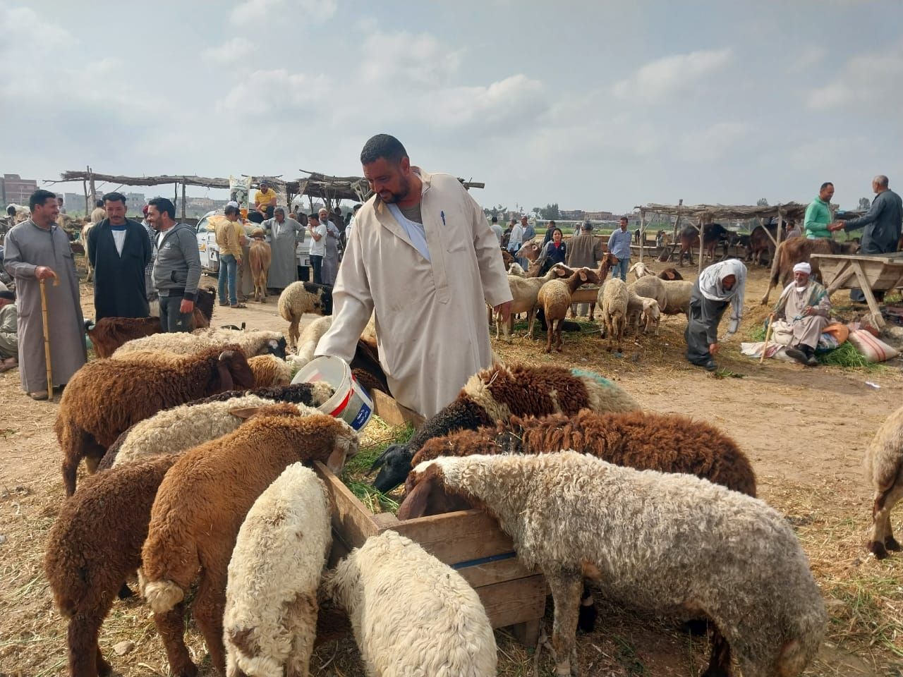 سوق المواشي فى دمياط سوق المواشي فى دمياط