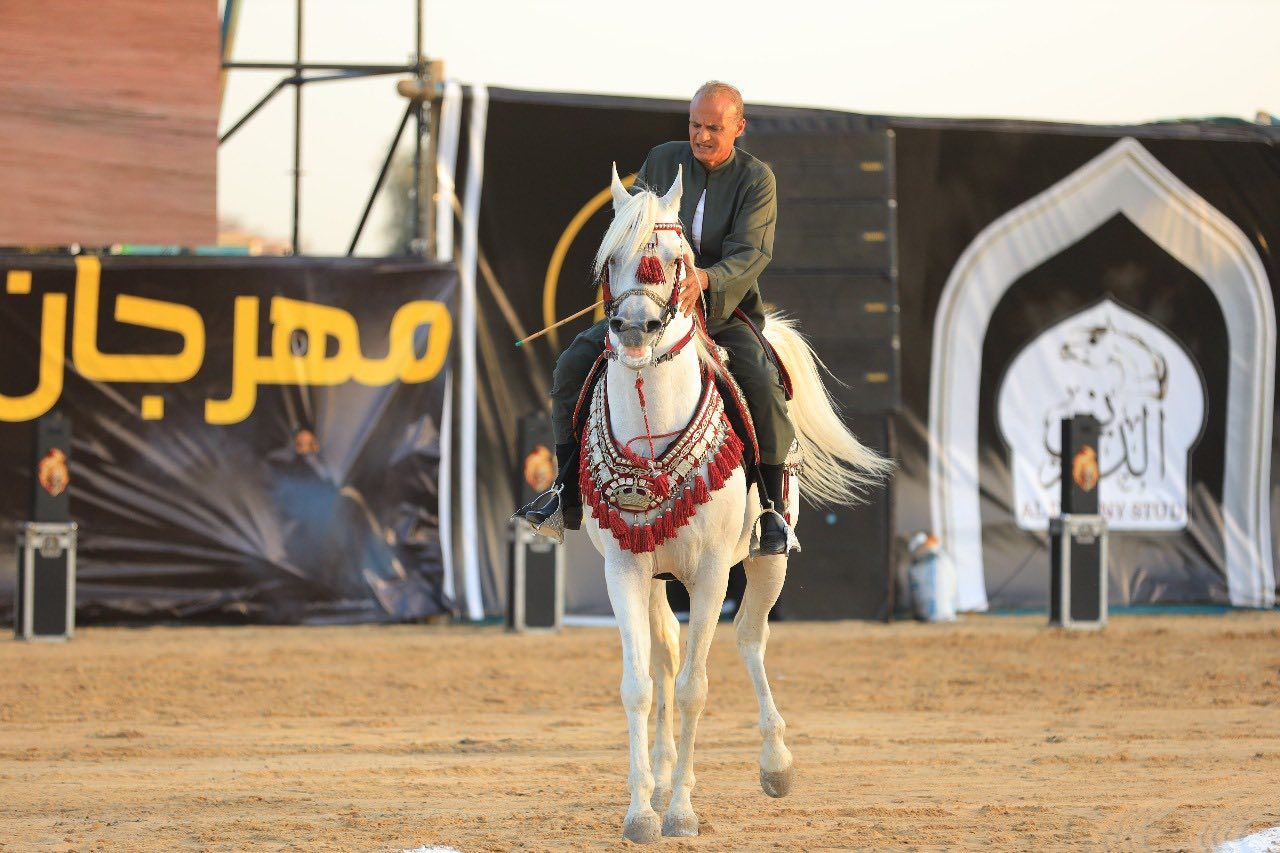 أحد الخيول الفائزة في المهرجان أحد الخيول الفائزة في المهرجان