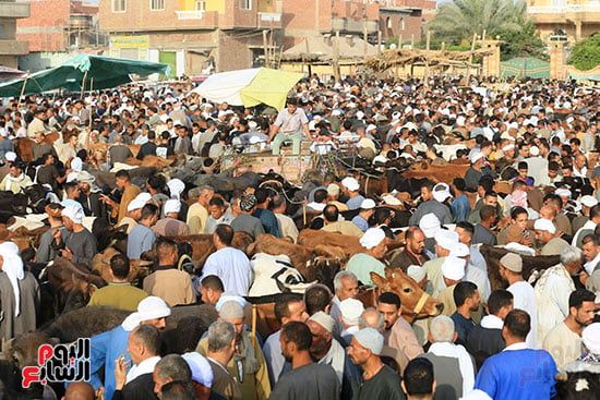 إقبال كثيف على سوق مزغونة بالبدرشين إقبال كثيف على سوق مزغونة بالبدرشين
