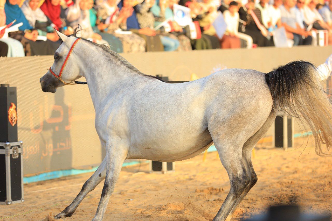 أحد الخيول العربية الأصيلة أحد الخيول العربية الأصيلة