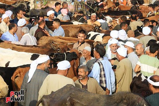 اقبال على سوق المواشى اقبال على سوق المواشى