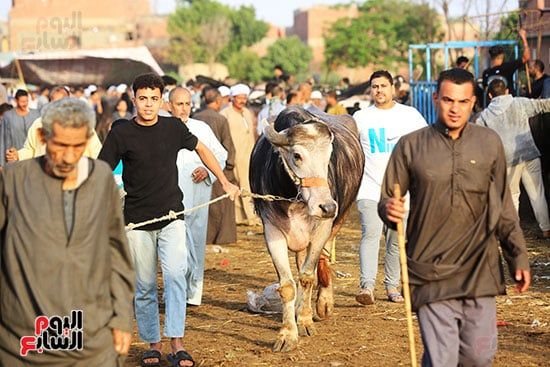 حركة شراء الاضاحى حركة شراء الاضاحى