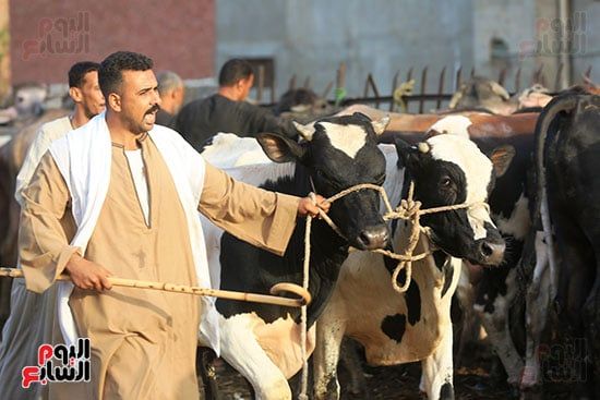 أضاحى العيد أضاحى العيد