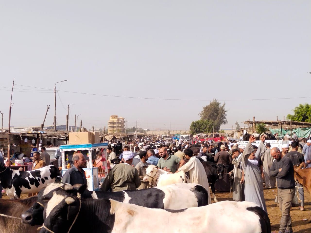 الإقبال على سوق المواشي ببنها الإقبال على سوق المواشي ببنها