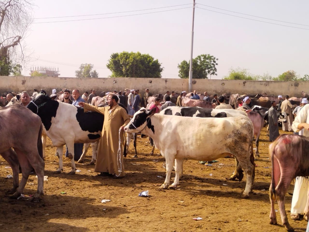 الأبقار بالسوق_1 الأبقار بالسوق_1