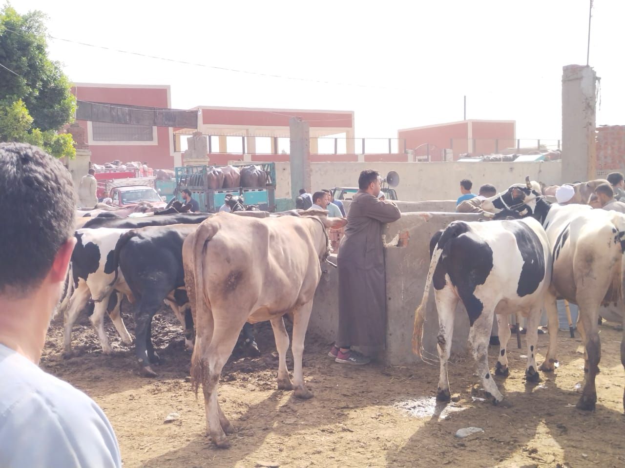 أنواع الماشية بالسوق أنواع الماشية بالسوق