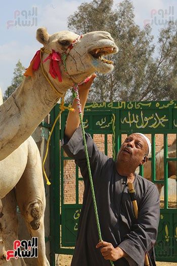 الجمل داخل السوق الجمل داخل السوق