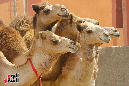 سوق برقاش للجمال قبل عيد الأضحى سوق برقاش للجمال قبل عيد الأضحى