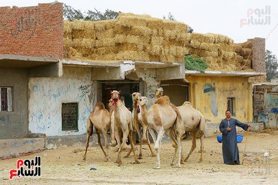 حركة البيع والشراء داخل سوق برقاش للجمال حركة البيع والشراء داخل سوق برقاش للجمال