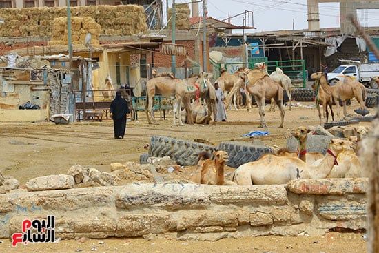 الجمال بالسوق الجمال بالسوق