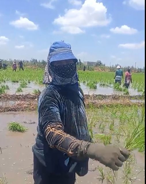 سيدة تشارك في زراعة الأرز منذ 40 سنة