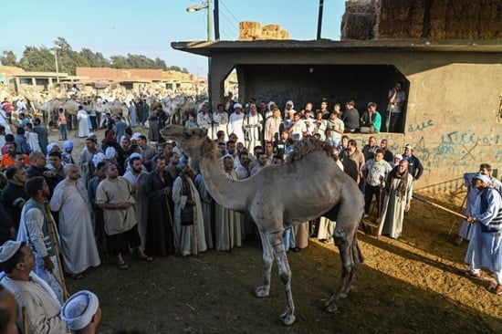 سوق برقاش (1)