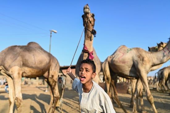 سوق برقاش (2)