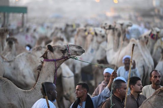 سوق برقاش (12)