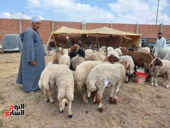 اكبر-سوق-بوجه-بحرى-بالزقازيق اكبر-سوق-بوجه-بحرى-بالزقازيق