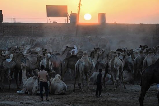 سوق برقاش (14)