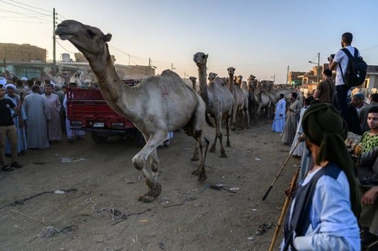 سوق برقاش (11)