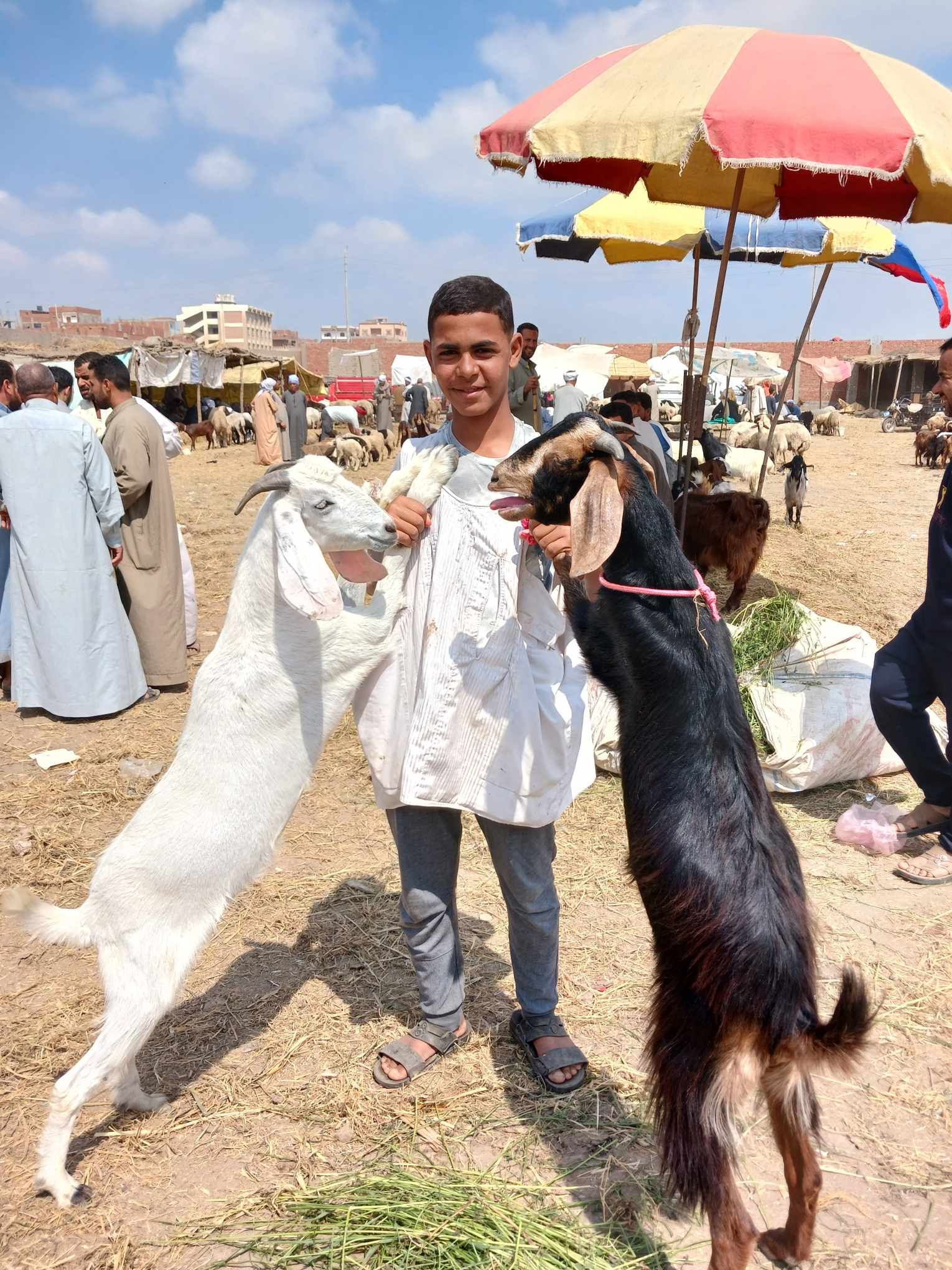 الماعز الباكستانى النوع الماعز الباكستانى النوع
