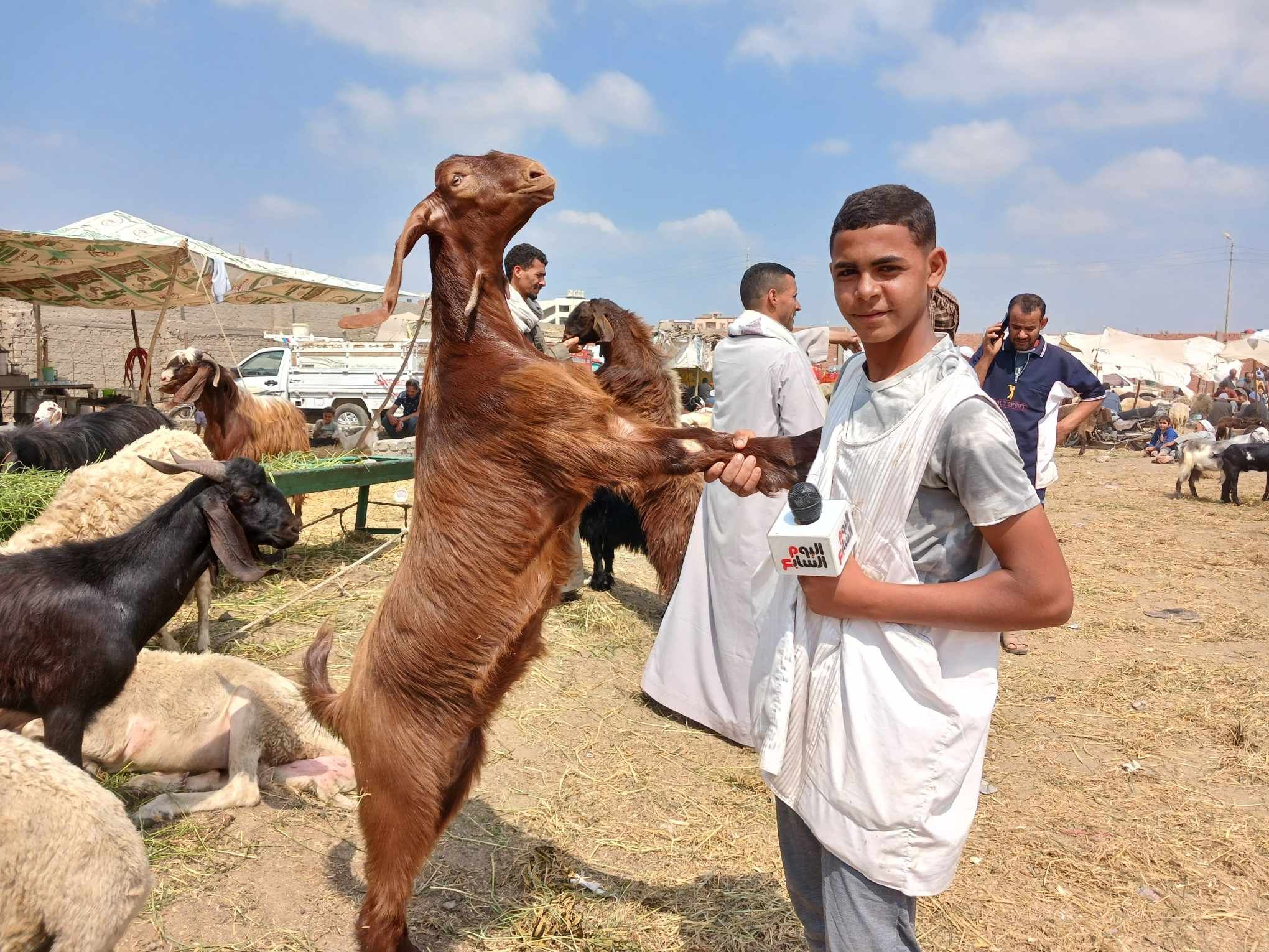 الماعز الماعز