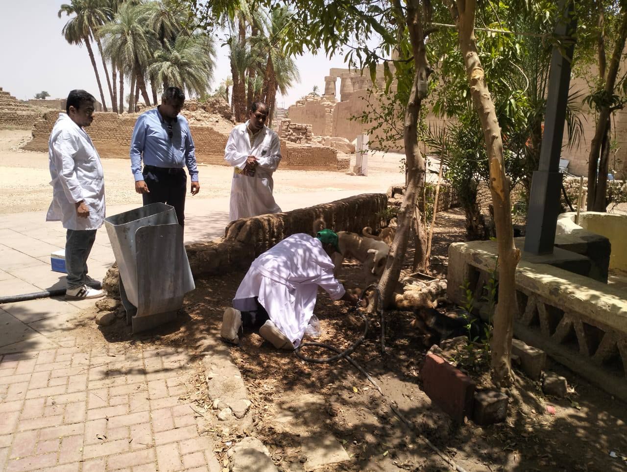 عمليات تحصين الكلاب الضالة داخل معابد الكرنك بمدينة الأقصر عمليات تحصين الكلاب الضالة داخل معابد الكرنك بمدينة الأقصر