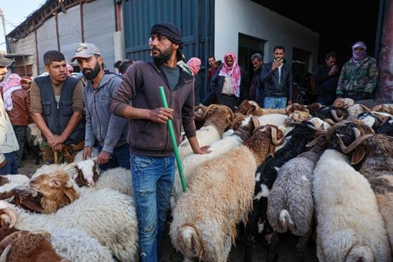 سوق الأغنام فى سوريا (2) سوق الأغنام فى سوريا (2)