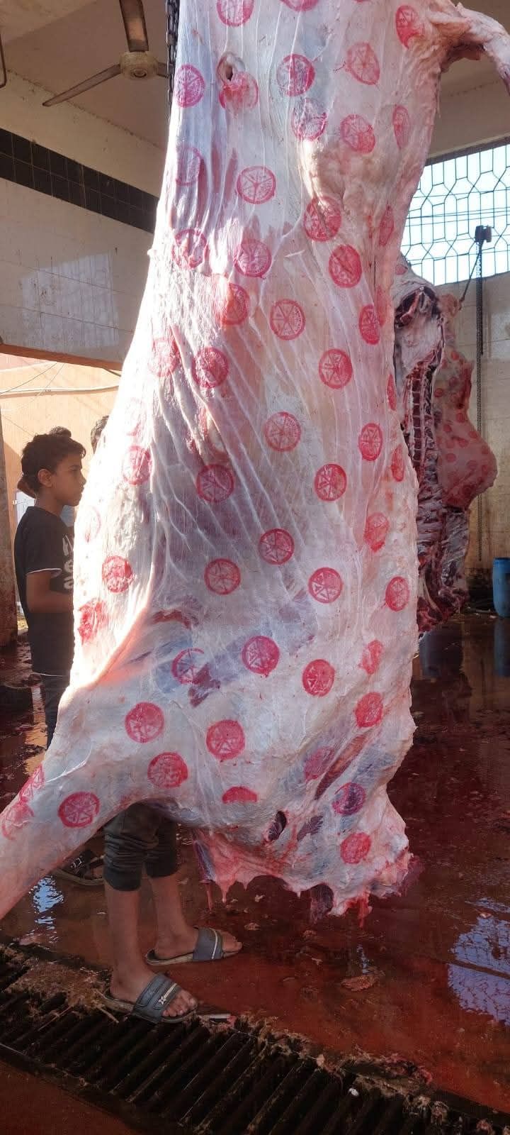 ذبح تحت إشراف بيطري ذبح تحت إشراف بيطري