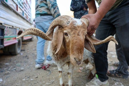سوق الأغنام فى سوريا (5) سوق الأغنام فى سوريا (5)