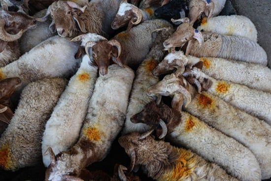 سوق الأغنام فى سوريا (1) سوق الأغنام فى سوريا (1)