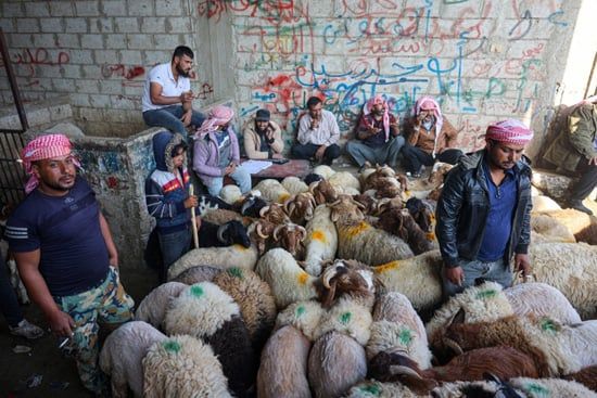 سوق الأغنام فى سوريا (10) سوق الأغنام فى سوريا (10)