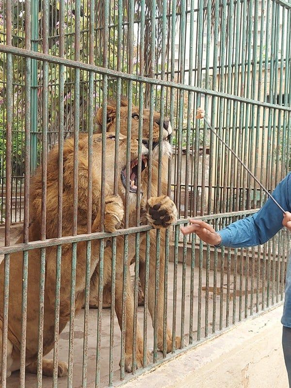 ملك الغابة بحديقة حيوان الاسكندرية ملك الغابة بحديقة حيوان الاسكندرية
