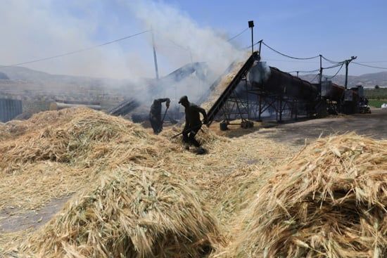 إنتاج الفريكة من حقول الضفة الغربية (7) إنتاج الفريكة من حقول الضفة الغربية (7)