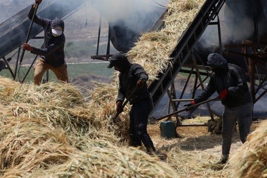 إنتاج الفريكة من حقول الضفة الغربية (15) إنتاج الفريكة من حقول الضفة الغربية (15)