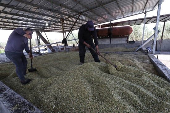 إنتاج الفريكة من حقول الضفة الغربية (10) إنتاج الفريكة من حقول الضفة الغربية (10)