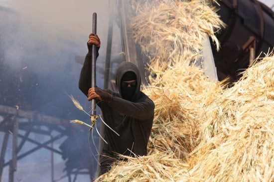 إنتاج الفريكة من حقول الضفة الغربية (14) إنتاج الفريكة من حقول الضفة الغربية (14)