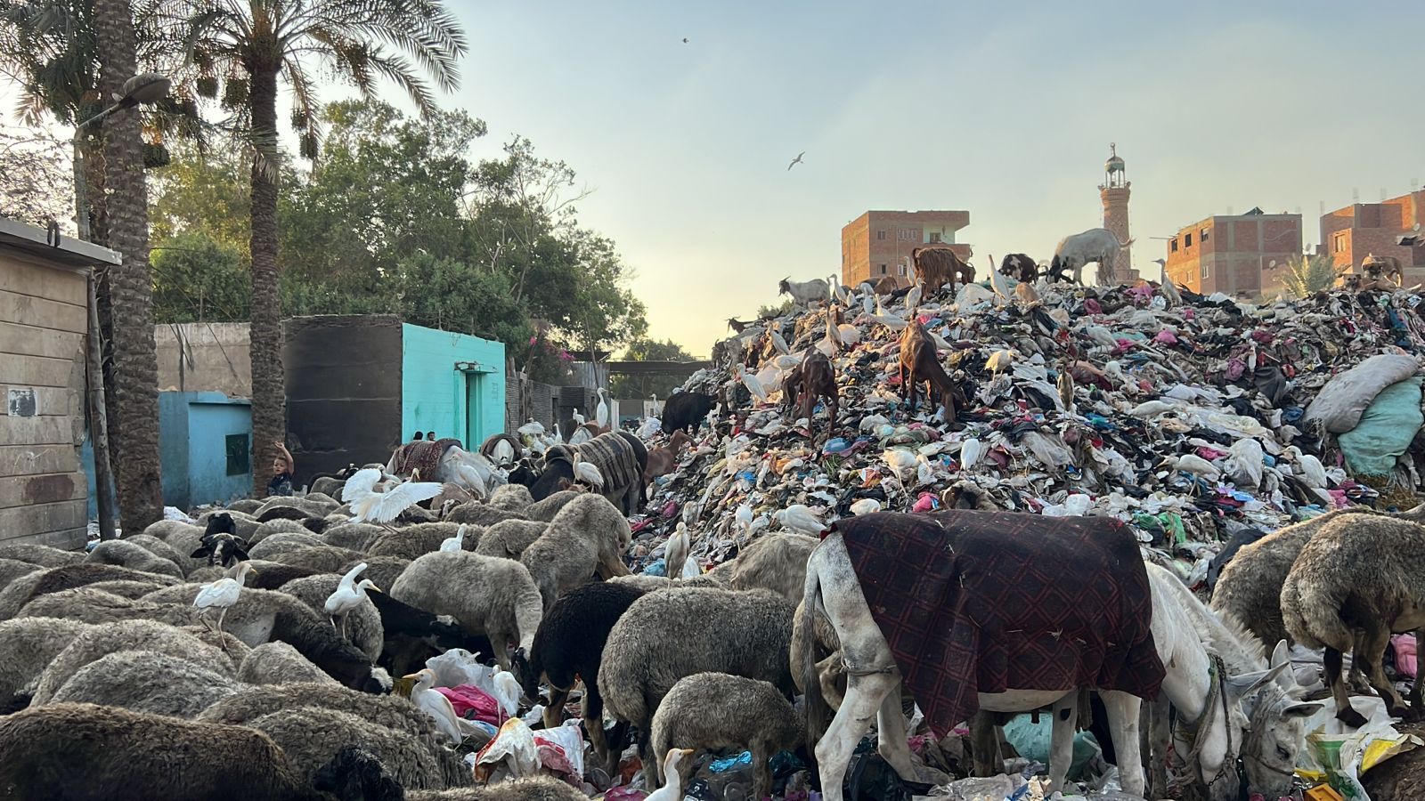 القمامة تحاصر مقابر مدينة الحوامدية القمامة تحاصر مقابر مدينة الحوامدية
