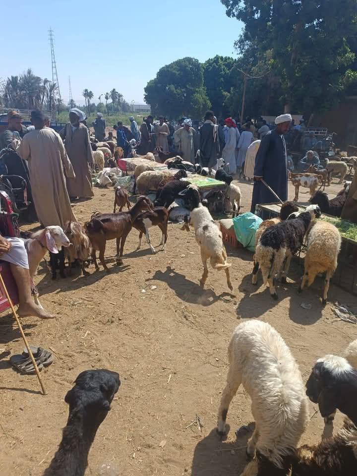 احد اكبر اسواق اسوان احد اكبر اسواق اسوان