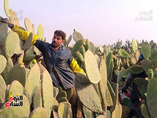 خلال-أعمال-الحصاد خلال-أعمال-الحصاد