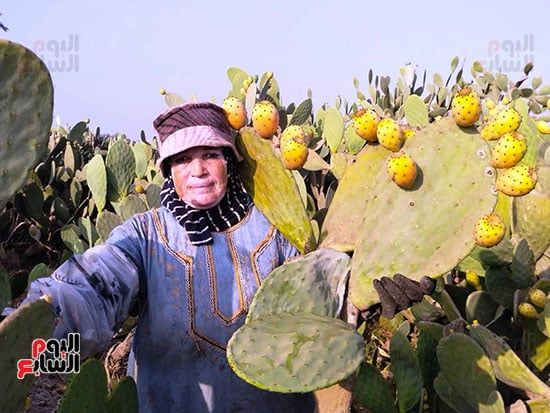 فرحة-حصاد-التين فرحة-حصاد-التين