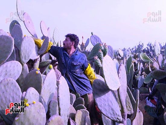 أبو-حلاوة-يا-تين أبو-حلاوة-يا-تين