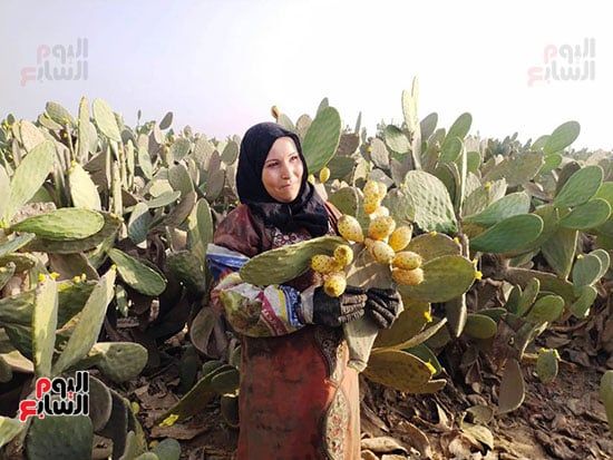 فرحة-الحصاد_1 فرحة-الحصاد_1