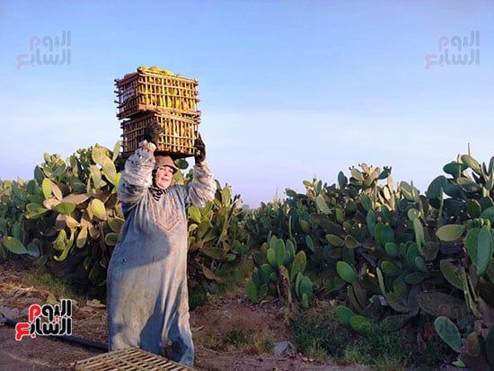 نقل-التين-من-المزرعة نقل-التين-من-المزرعة