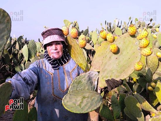 سيدات-الحصاد_2 سيدات-الحصاد_2