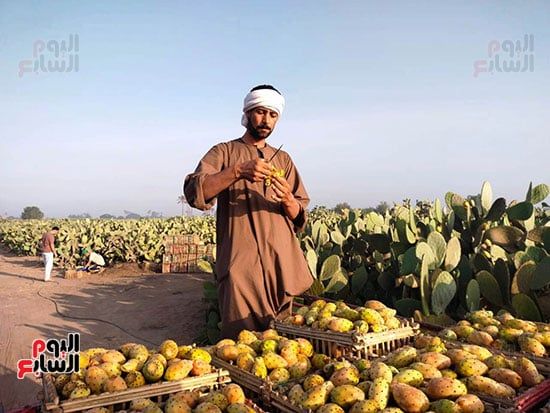 تقشير-التين_1 تقشير-التين_1