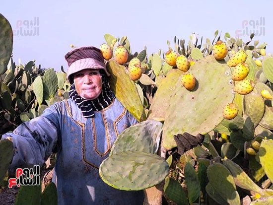 أولح-التين-تتزين-بالأكواز أولح-التين-تتزين-بالأكواز