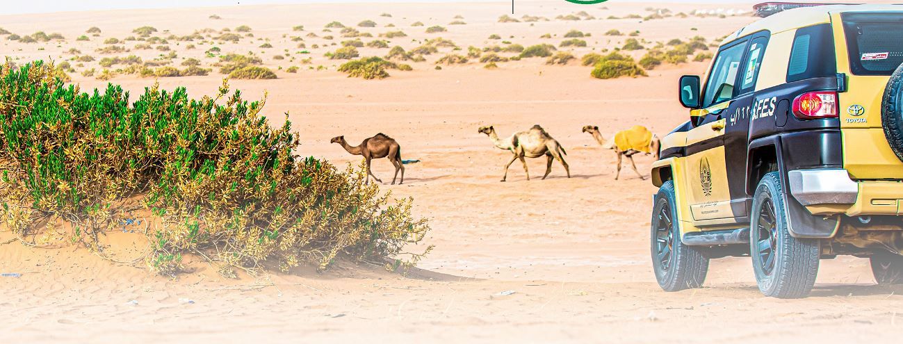الأمن البيئي يوقف 62 مخالفًا للنظام لارتكابهم مخالفات رعي