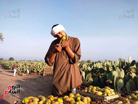 جمال-التين جمال-التين