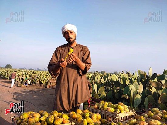 التين-بعد-تقشيره_1 التين-بعد-تقشيره_1