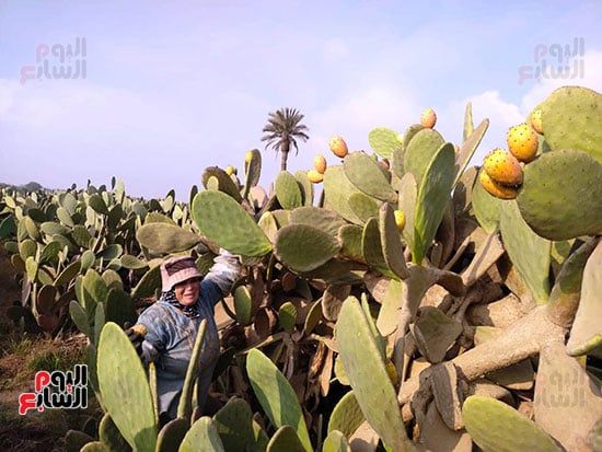 السيدات-في-الحصاد السيدات-في-الحصاد