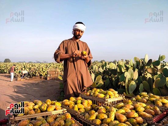 التين-بالقليوبية التين-بالقليوبية