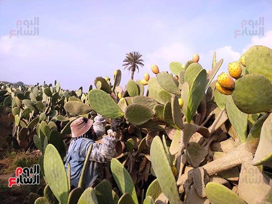 خلال-الحصاد-بالمزارع خلال-الحصاد-بالمزارع